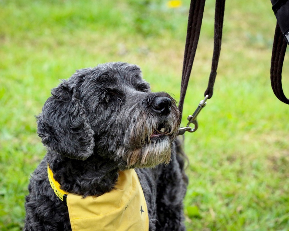  thirsk-sowerby-festival-landscape-2025-011 